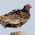 Turkey Vulture
